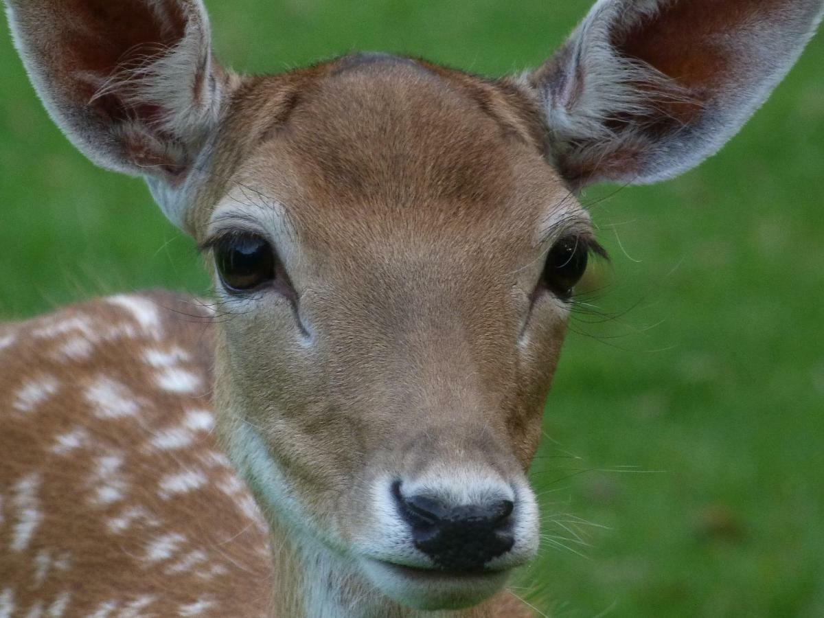 B&B Landgoed Sonneborghe Kollumerzwaag Kültér fotó
